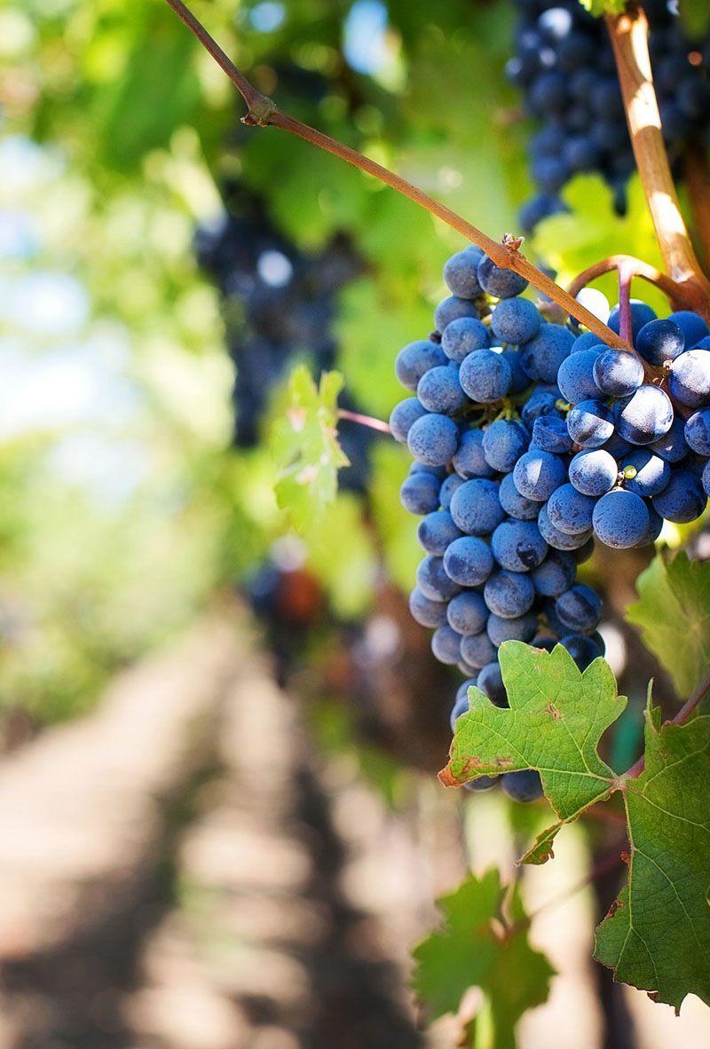 Temecula Valley Vineyards